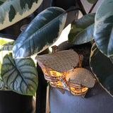 Horizons Edge van Tiny Treehouses Europe is een klein, verlicht doe-het-zelf houten modelbouwhuisje genesteld in een plantenpot tussen weelderige, groene bladeren met crèmekleurige randen, zacht verlicht voor een gezellige weergave.